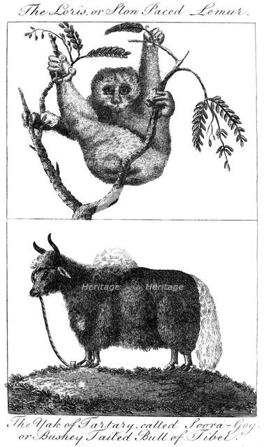 A loris and a yak, 1799. Artist: Unknown