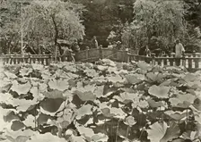 A Lotus Pond 1910. Creator: Herbert Ponting