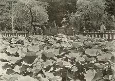 A Lotus Pond 1910. Creator: Herbert Ponting