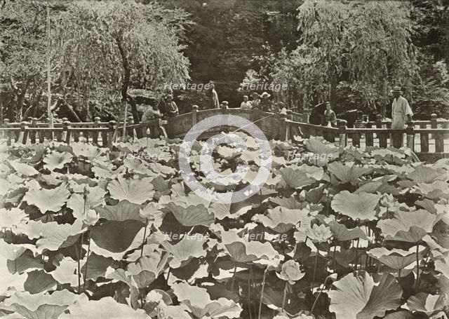 'A Lotus Pond', 1910. Creator: Herbert Ponting.