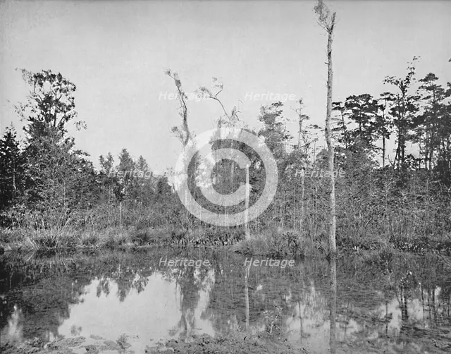 'A Louisiana Swamp', c1897. Creator: Unknown.