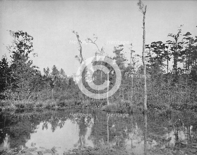 'A Louisiana Swamp', c1897. Creator: Unknown.