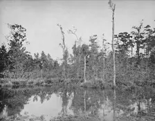 A Louisiana Swamp c1897. Creator: Unknown
