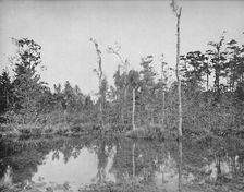 A Louisiana Swamp c1897. Creator: Unknown