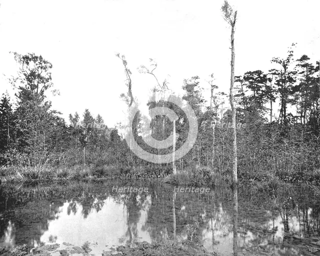 A Louisiana swamp, USA, c1900.  Creator: Unknown.