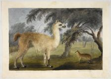 A llama and its young in a park, presumably Barrackpore, 1818-1820. Creator: Sita Ram
