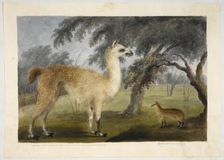 A llama and its young in a park, presumably Barrackpore, 1818-1820. Creator: Sita Ram