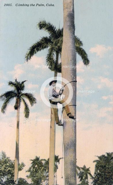A man climbing a palm tree, Cuba, 1911. Artist: Unknown