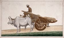 A man driving a cart drawn by bullocks, (between 1800 and 1899?). Creator: Unknown