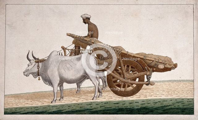 A man driving a cart drawn by bullocks, (between 1800 and 1899?). Creator: Unknown.