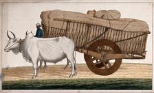 A man driving a loaded bullock cart, (between 1800 and 1899?). Creator: Unknown