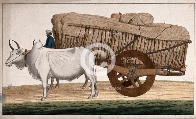 A man driving a loaded bullock cart, (between 1800 and 1899?). Creator: Unknown.