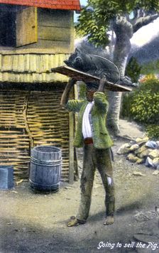 A man on his way to market to sell a pig, Jamaica, c1900s