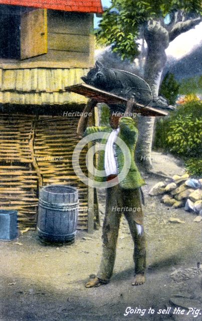 A man on his way to market to sell a pig, Jamaica, c1900s. Artist: Unknown