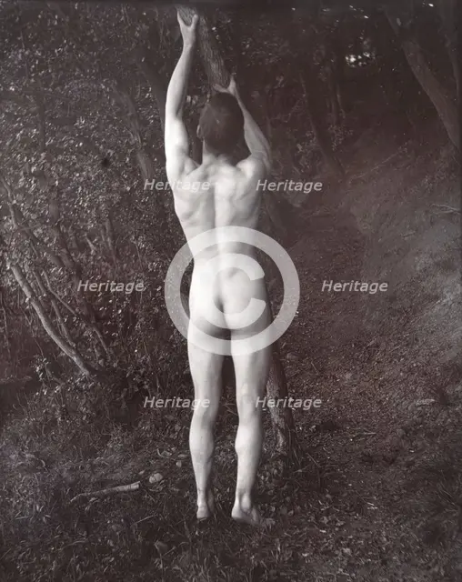 A man posing naked, with his back to the camera, holding on to a branch of a tree, c1900. Creator: Unknown.