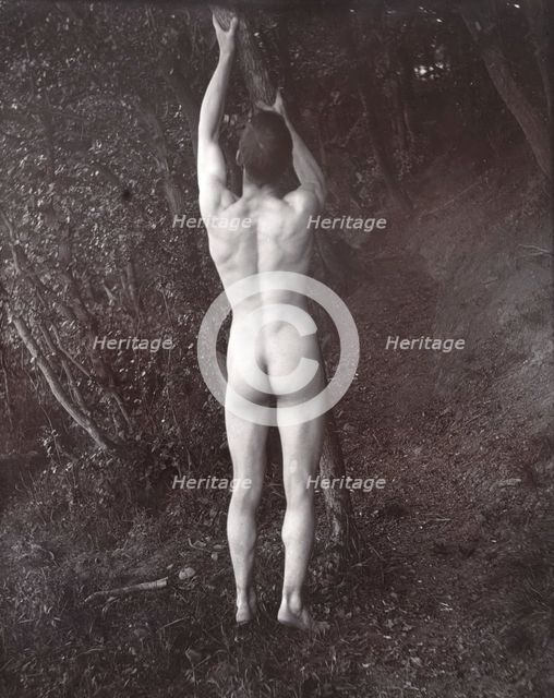 A man posing naked, with his back to the camera, holding on to a branch of a tree, c1900. Creator: Unknown.