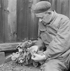 A man picks wild strawberries, Sweden, October, 1961