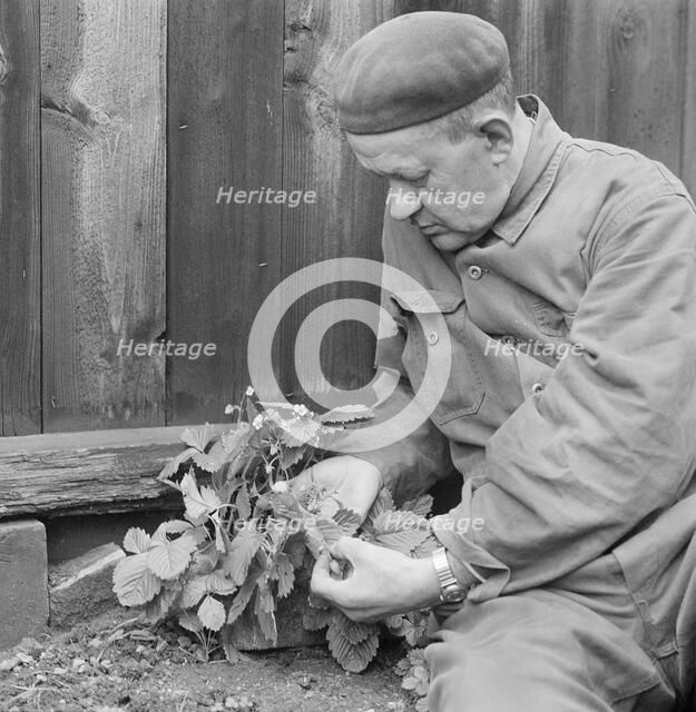 A man picks wild strawberries, Sweden, October, 1961. Artist: Unknown