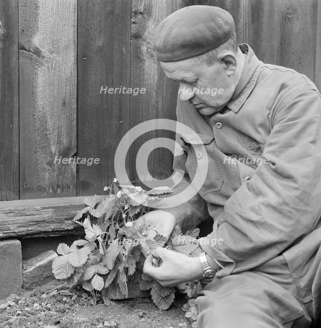 A man picks wild strawberries, Sweden, October, 1961. Creator: Unknown.