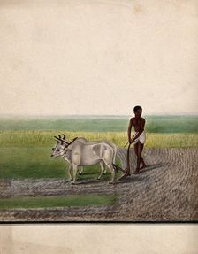 A man ploughing land with oxen, (between 1800 and 1899?). Creator: Unknown