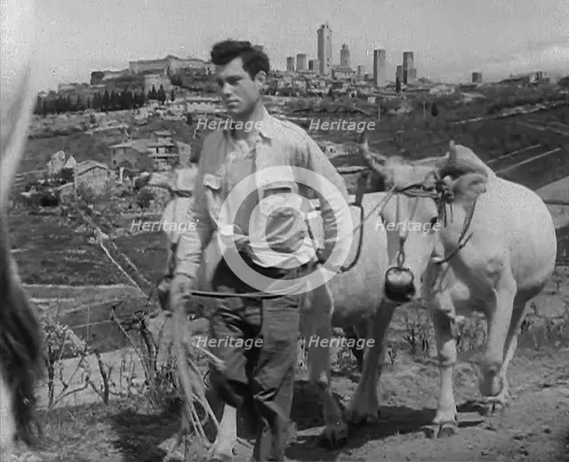 A Man Walking Livestock Through Countryside, 1943-1944. Creator: British Pathe Ltd.