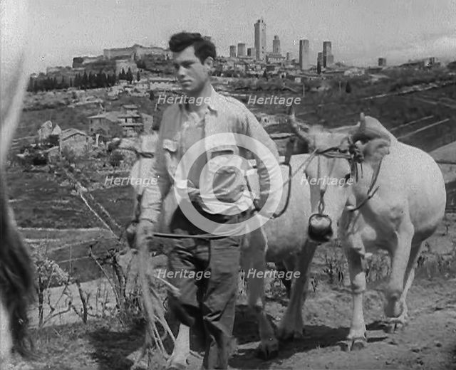 A Man Walking Livestock Through Countryside, 1943-1944. Creator: British Pathe Ltd.