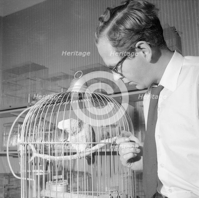 A man with a parrot in a pet shop, Landskrona, Sweden, 1959. Creator: Unknown.