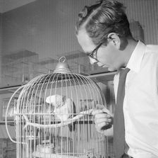 A man with a parrot in a pet shop, Landskrona, Sweden, 1959