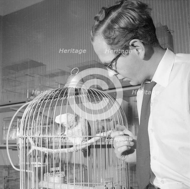A man with a parrot in a pet shop, Landskrona, Sweden, 1959. Artist: Unknown
