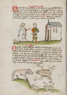 A Man with a Weasel on a Leash: An Ox, Frogs, and Toads; Fables, third quarter of 15th century. Creator: Unknown
