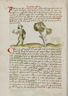 A Man Throwing at Birds Perched in a Tree; Fables, third quarter of 15th century. Creator: Unknown