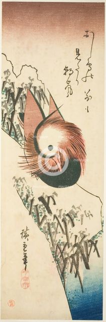 A Mandarin Duck on a Snowy Bank, 1830s. Creator: Ando Hiroshige.
