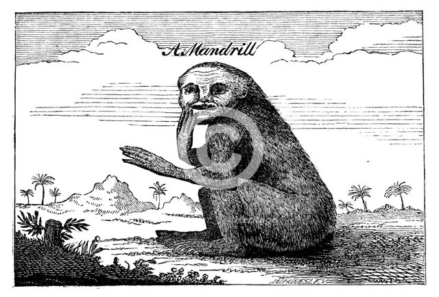 A Mandrill, 1744, (1863). Creator: Unknown.