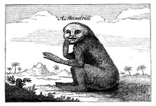 A Mandrill, 1744, (1863). Creator: Unknown