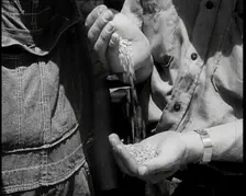 A Male Civilian Pouring Grain from One Hand To Another, 1932. Creator: British Pathe Ltd