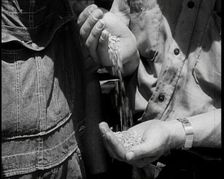 A Male Civilian Pouring Grain from One Hand To Another, 1932. Creator: British Pathe Ltd