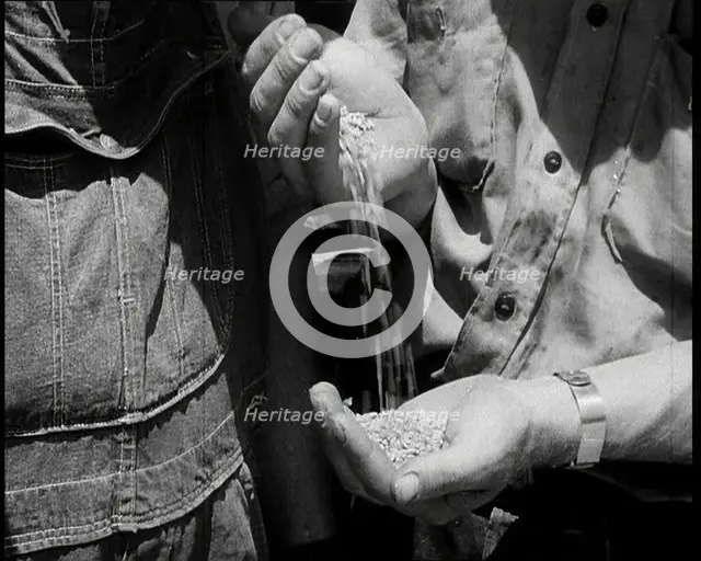 A Male Civilian Pouring Grain from One Hand To Another, 1932. Creator: British Pathe Ltd.
