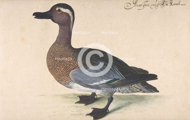 A Male Teal, 1604-80. Creator: Johann Jakob Walther.