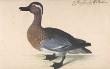 A Male Teal, 1604-80. Creator: Johann Jakob Walther