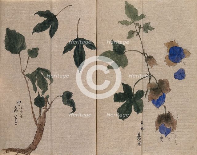 A mallow plant (Hibiscus species): fruiting stem in two sections. Creator: Unknown.