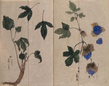 A mallow plant (Hibiscus species): fruiting stem in two sections. Creator: Unknown