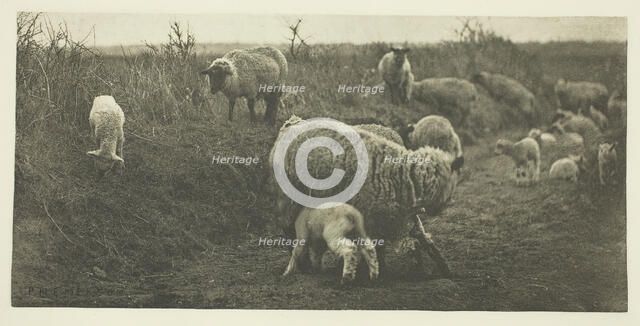 A March Pastoral (Suffolk), c. 1883/87, printed 1888. Creator: Peter Henry Emerson.