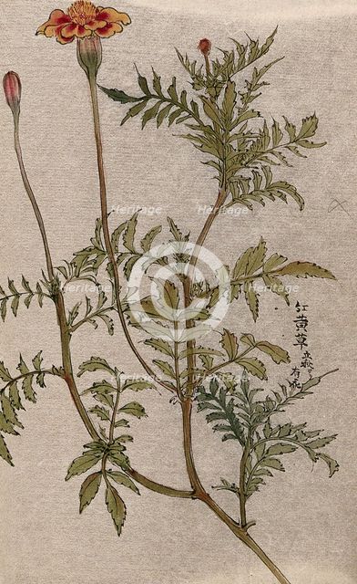 A marigold (Tagetes species): flowering stem. Creator: Unknown.