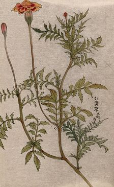 A marigold (Tagetes species): flowering stem. Creator: Unknown