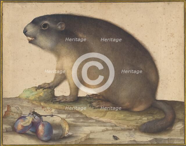 A Marmot with a Branch of Plums, 1605. Creator: Jacopo Ligozzi.
