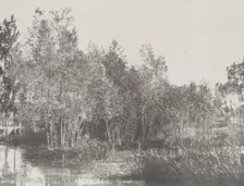 A Marsh, c1852. Creator: Adalbert Cuvelier