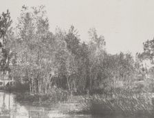 A Marsh, c1852. Creator: Adalbert Cuvelier