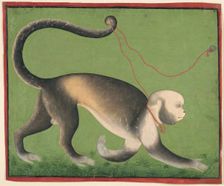 A Monumental Portrait of a Monkey, c. 1705-1710. Creator: Unknown