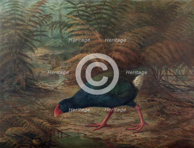 A moho takahe (Notornis mantelli), 1902. Creator: Johannes Keulemans.