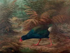 A moho takahe (Notornis mantelli), 1902. Creator: Johannes Keulemans